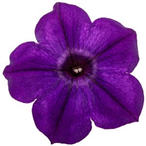 Petunias (Proven Winners)